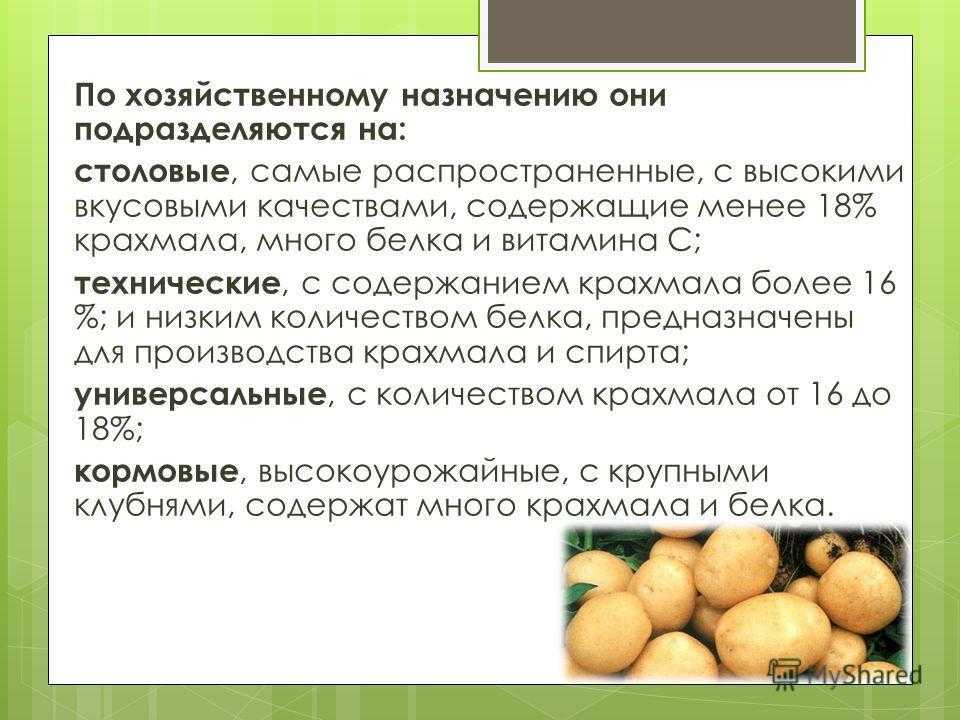 Лучшие сорта картофеля на 2023 год: самые вкусные и урожайные