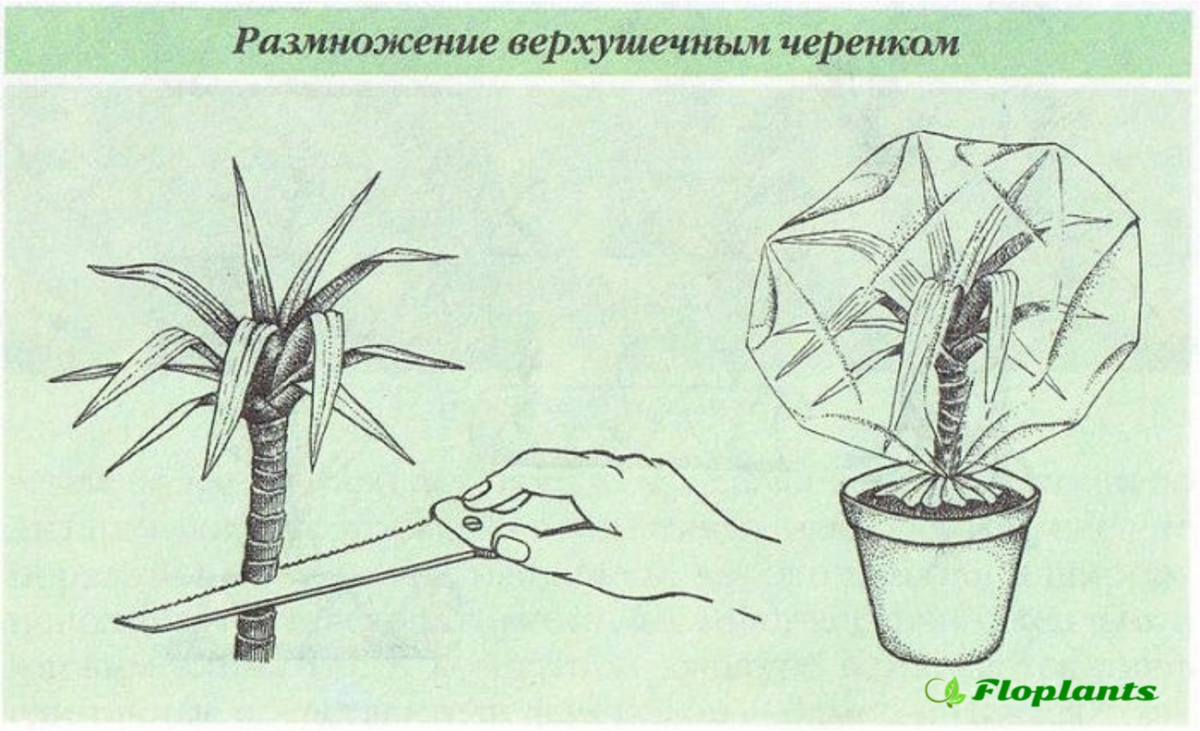 Диффенбахия размножение и укоренение в домашних условиях