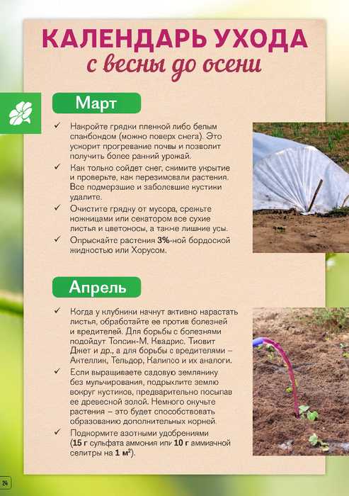 Ремонтантная клубника: особенности культуры, правила выращивания