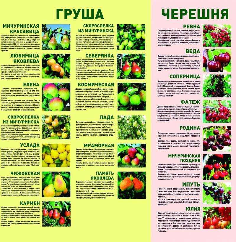 Выращивание персиковых деревьев из семян в домашних условиях