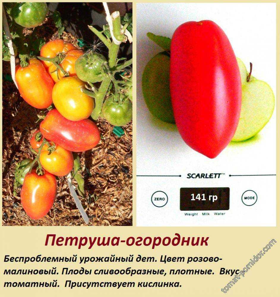 Происхождение, описание и характеристика среднеспелых томатов Петруша огородник Где и как можно выращивать этот сорт Рекомендации по уходу и отзывы дачников