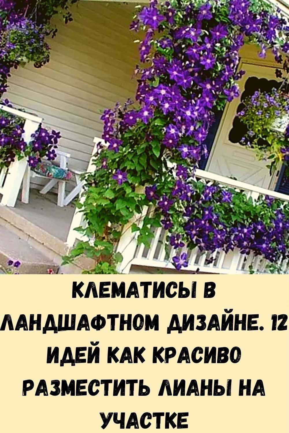 Многолетние вьющиеся растения для сада: фото и названия самых популярных