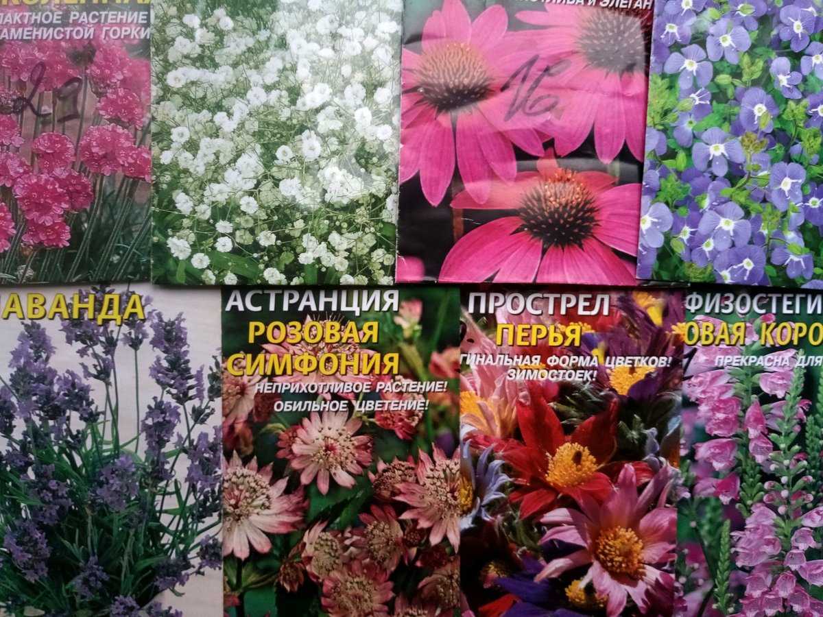 Какие цветы посадить на кладбище, чтобы они цвели, многолетние цветы с фото и названиями
