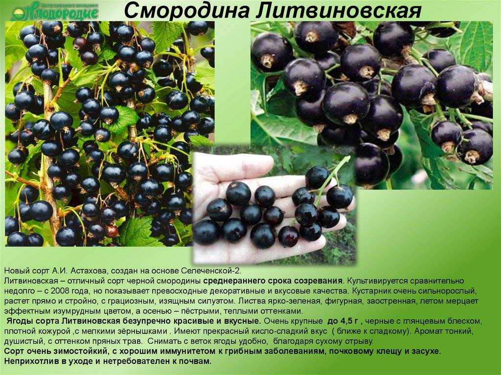 Смородина пигмей: описание сорта черной, отзывы садоводов