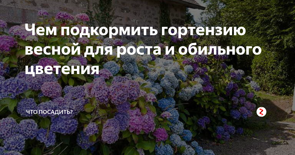 Чем подкормить гортензию в августе и осенью в зависимости от вида