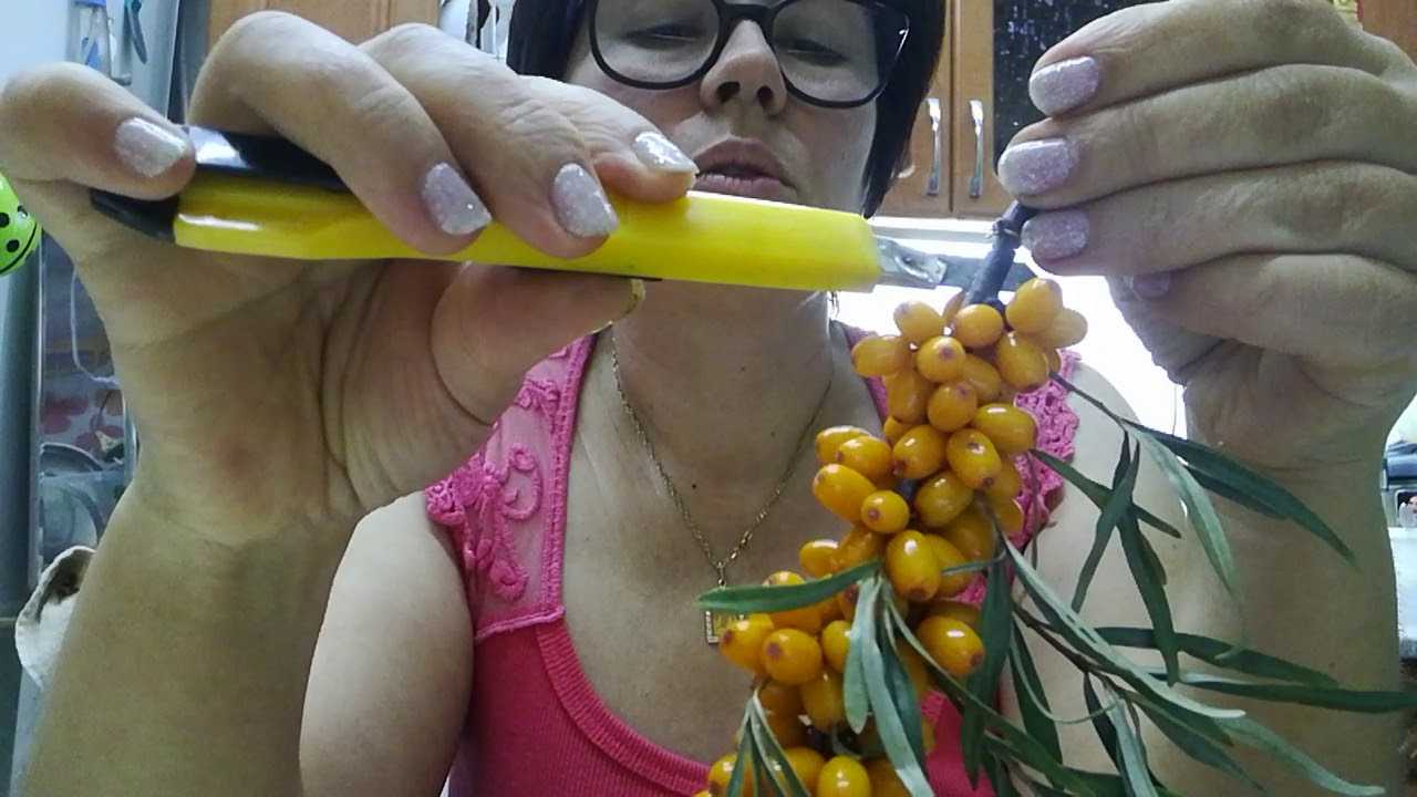Как быстро и эффективно собирать облепиху: мудрые советы ценителям оранжевой ягоды