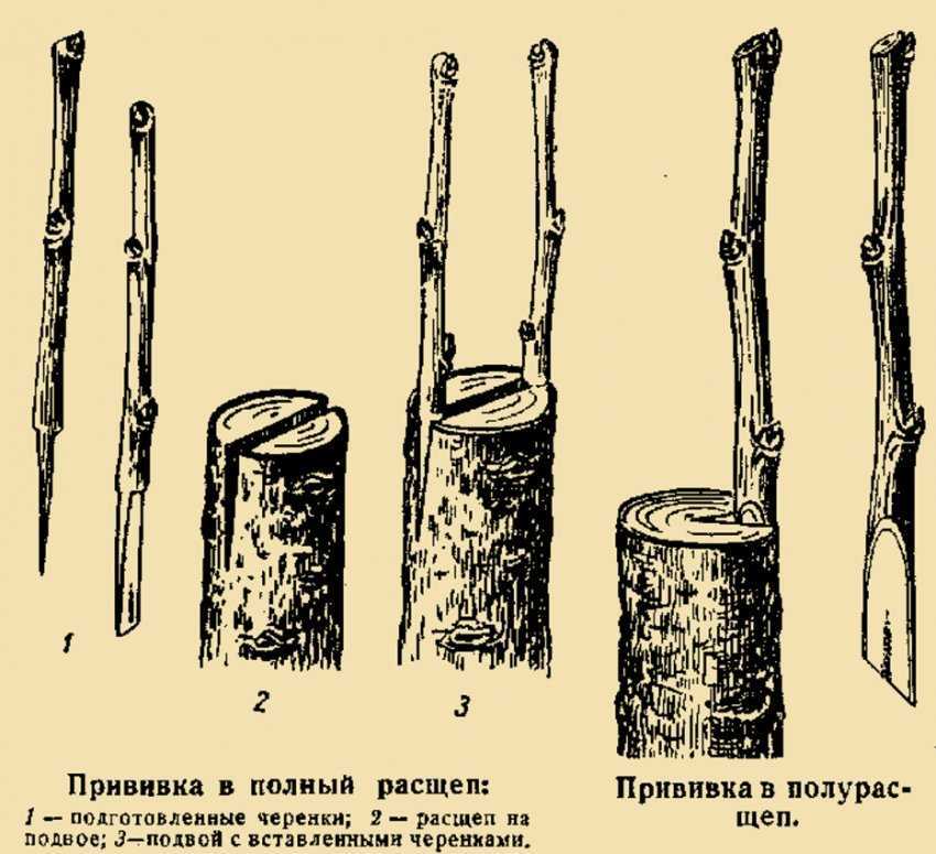 Сроки осенней прививки Пошаговая инструкция с фото и видео