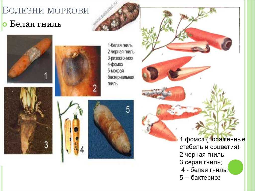 Какие бывают вредители и болезни моркови | cельхозпортал