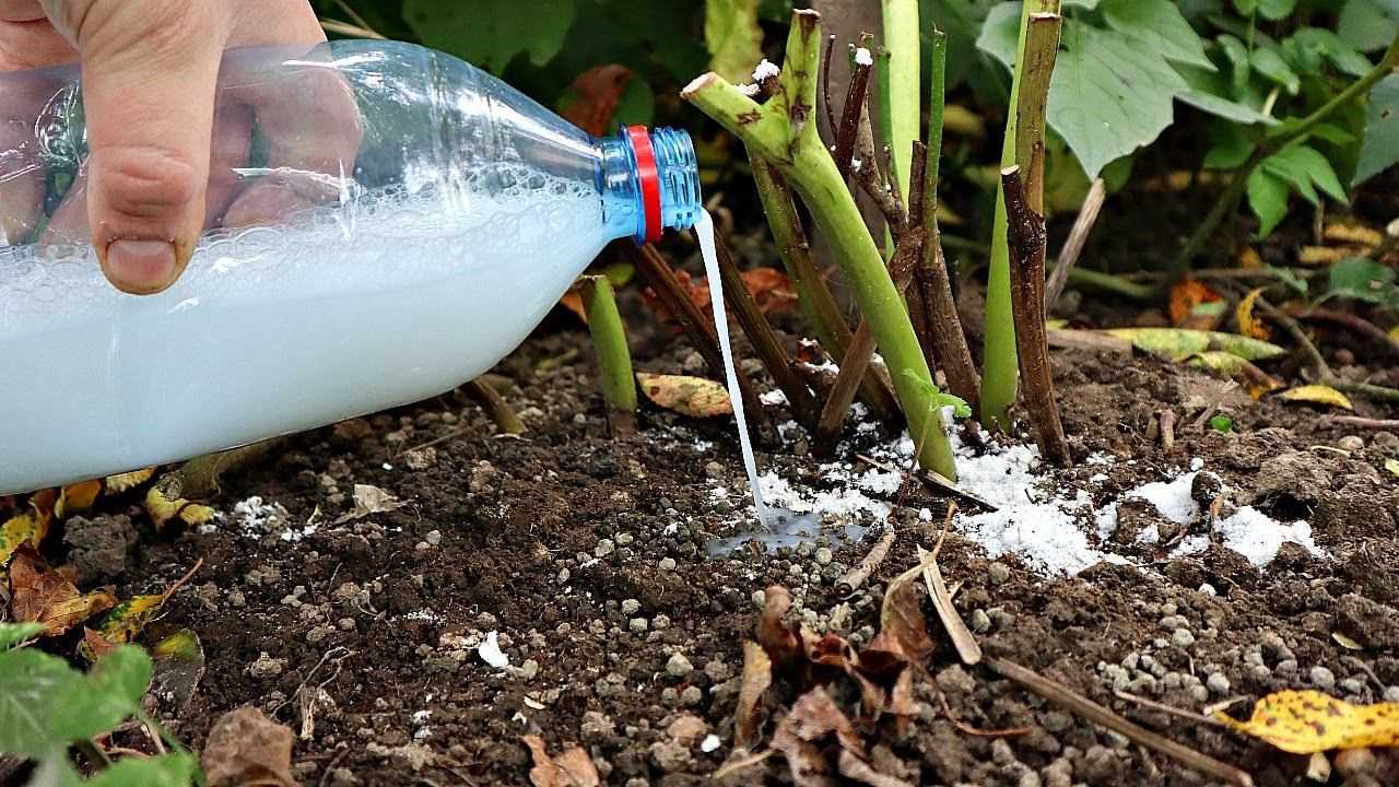 Полив лука после посадки: чем и сколько поливать
