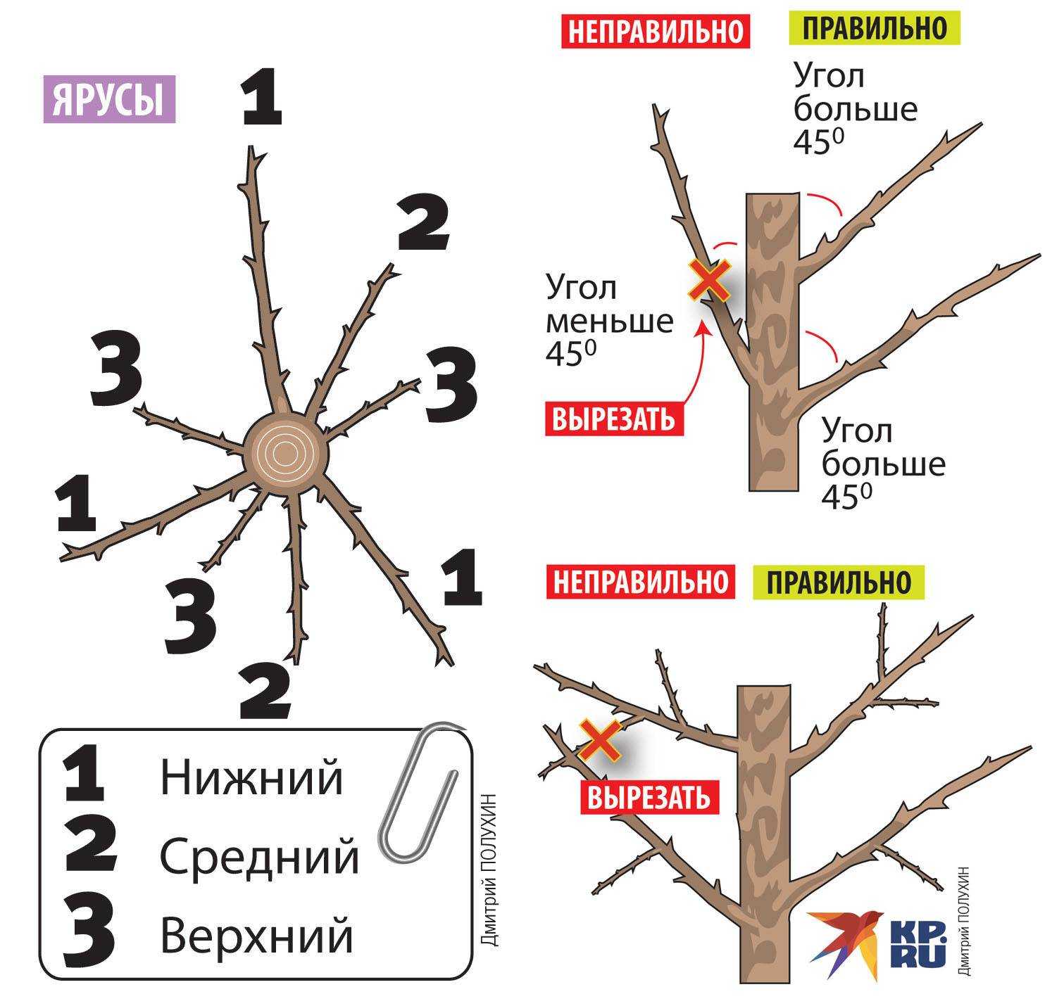 Формирование кроны груши, правила обрезки, схемы