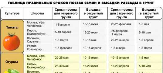 Когда высаживать томаты в теплицу в сибири в этом году и что можно сажать вместе | садоводство24