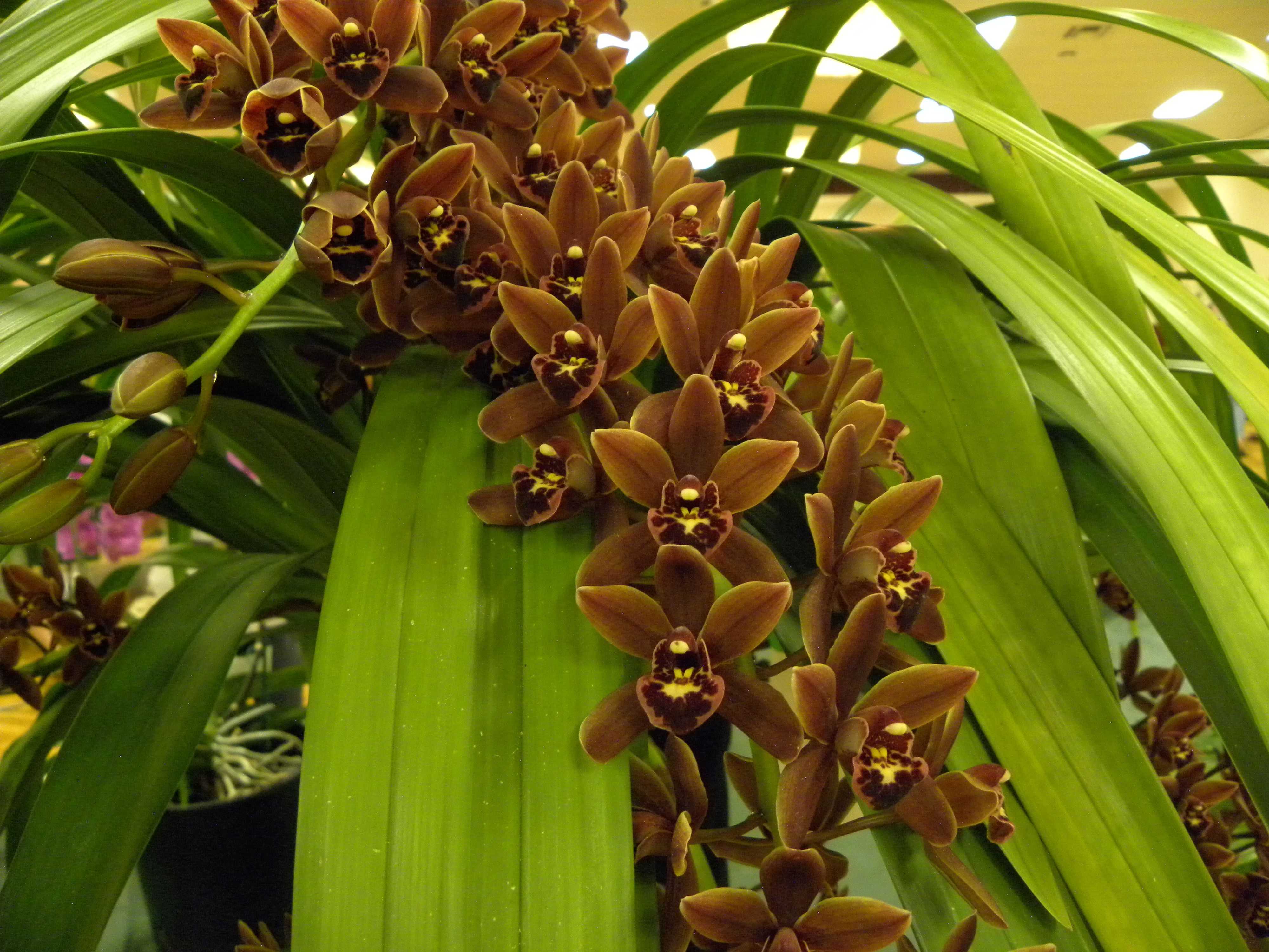 Орхидея цимбидиум: уход в домашних условиях, нюансы выращивания тропического цветка