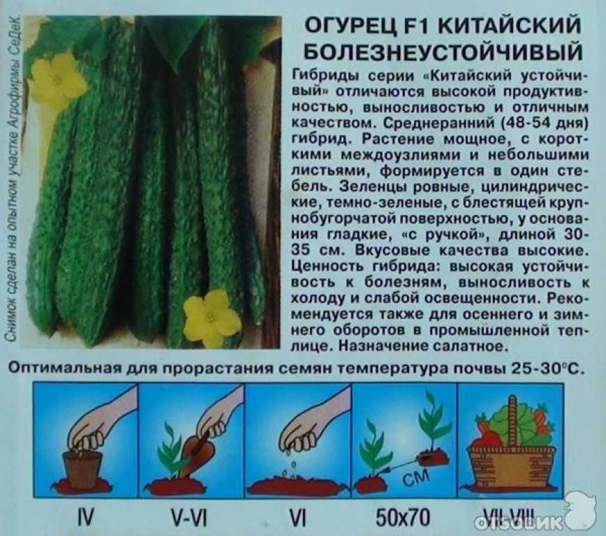 ᐉ 7 лучших сортов китайских огурцов для теплицы и открытого грунта
