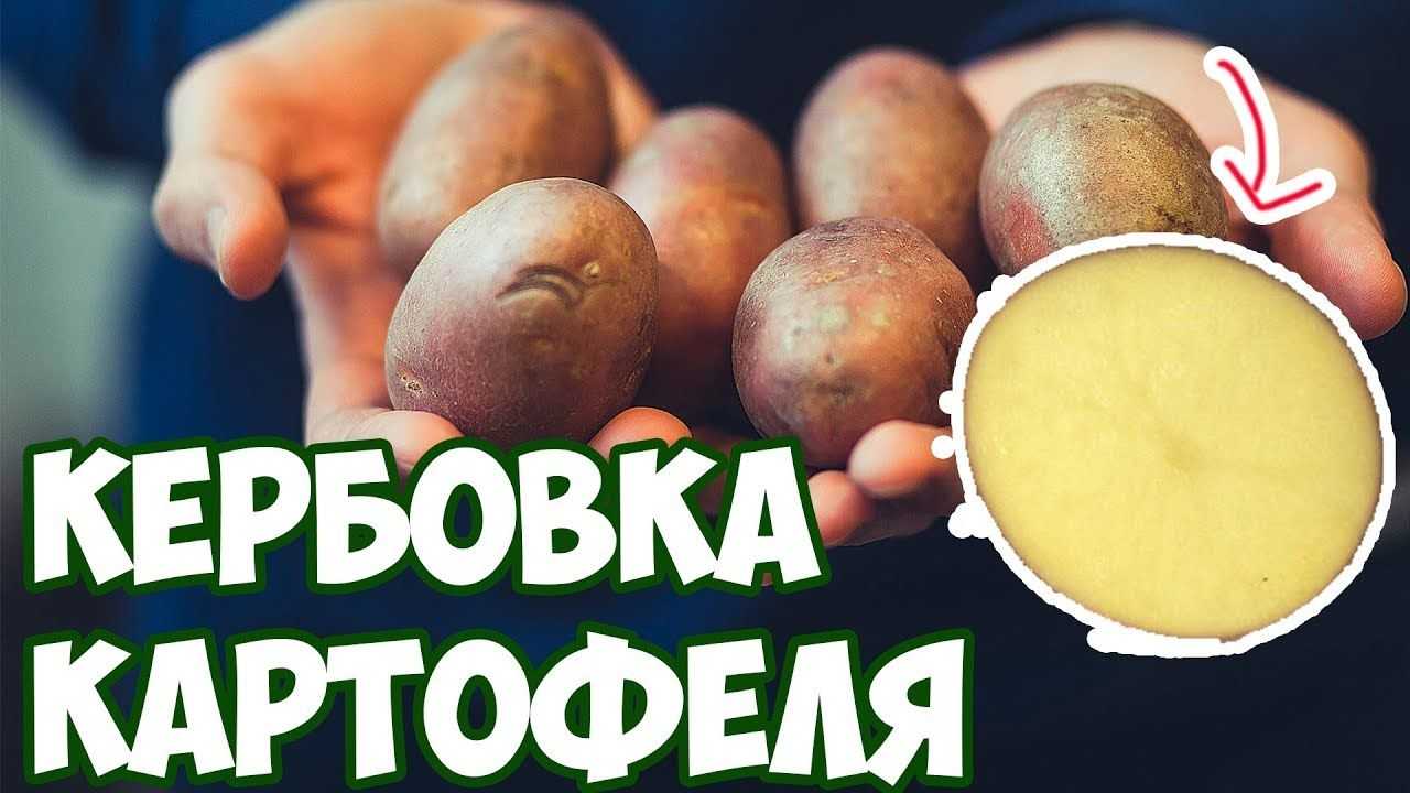 Картофель: делим клубень правильно . как делить клубень картофеля при посадке? фото — ботаничка