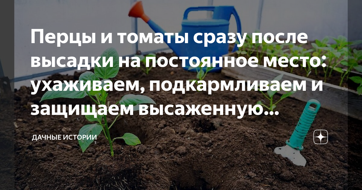 Черный сладкий перец: выращивание, сорта и их описание, фото, отзывы