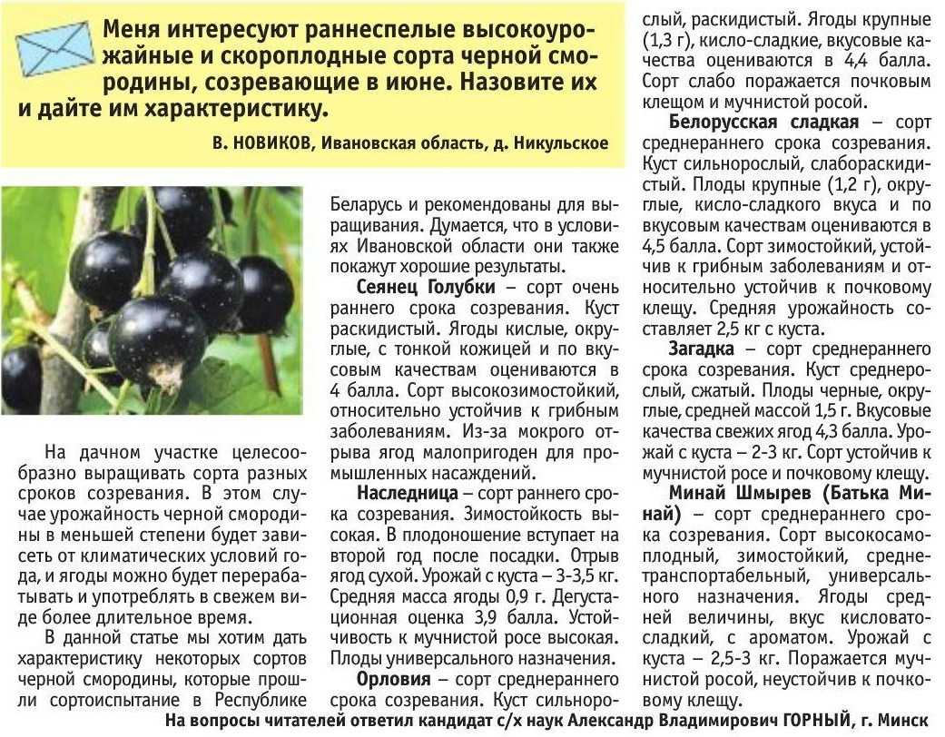 Чёрная смородина багира: описание сорта с характеристикой и отзывами, особенности посадки и выращивания и ухода, фото