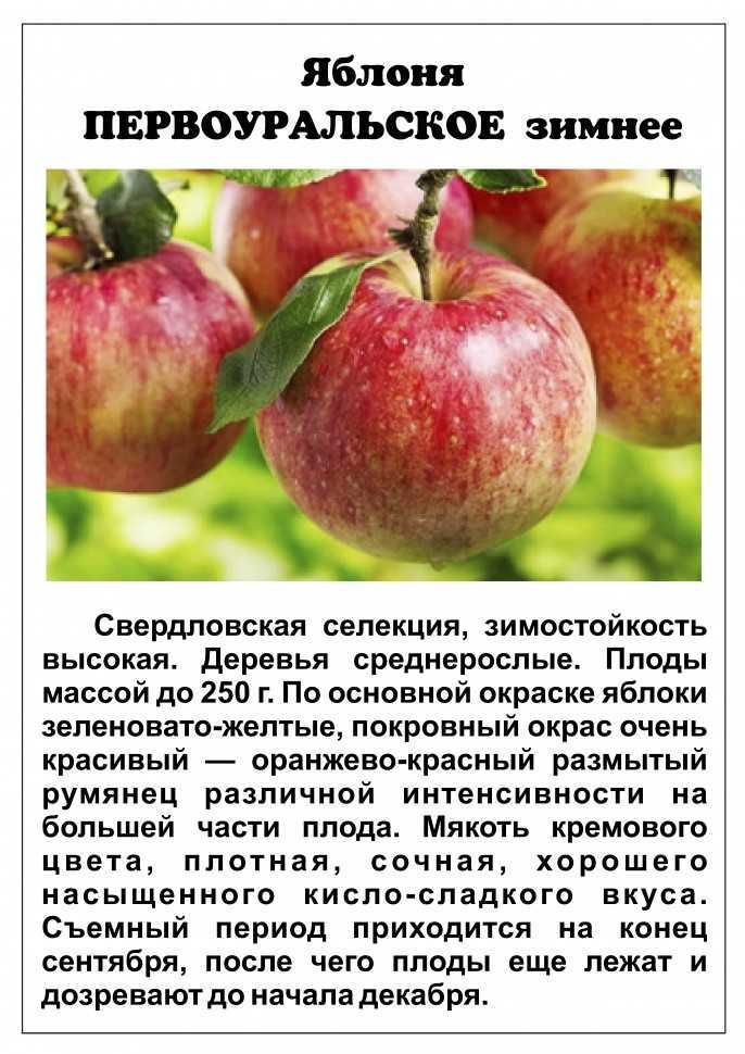 Лучшие сорта яблок: фото, названия и описания (каталог)