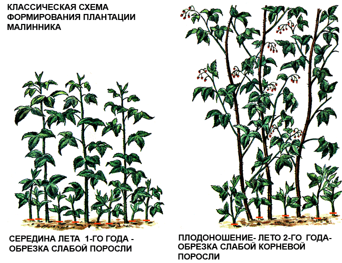 Ягода йошта - гибрид смородины и крыжовника: фото, посадка и размножение, сорта