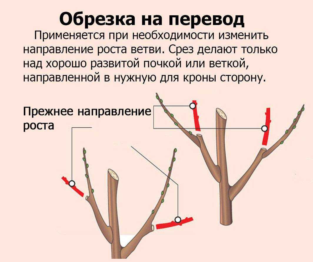 Обрезка персика весной, летом, осенью: инструкция для начинающих | огородникам инфо