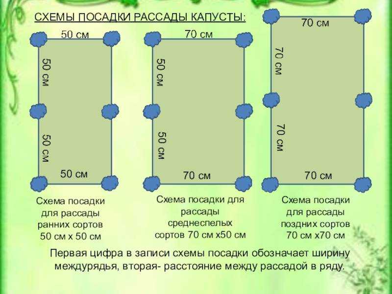 Схема посадки рассады цветной капусты