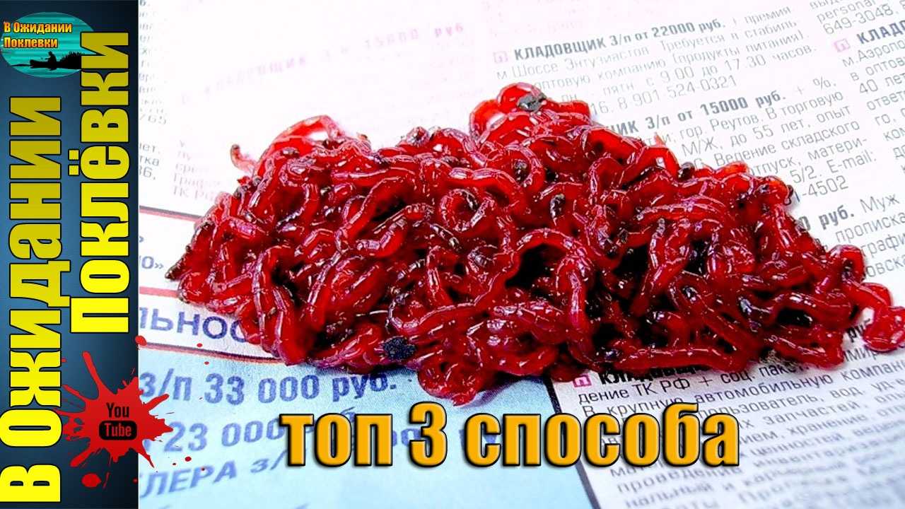 Сохранение мотыля живым в домашних условиях и на рыбалке