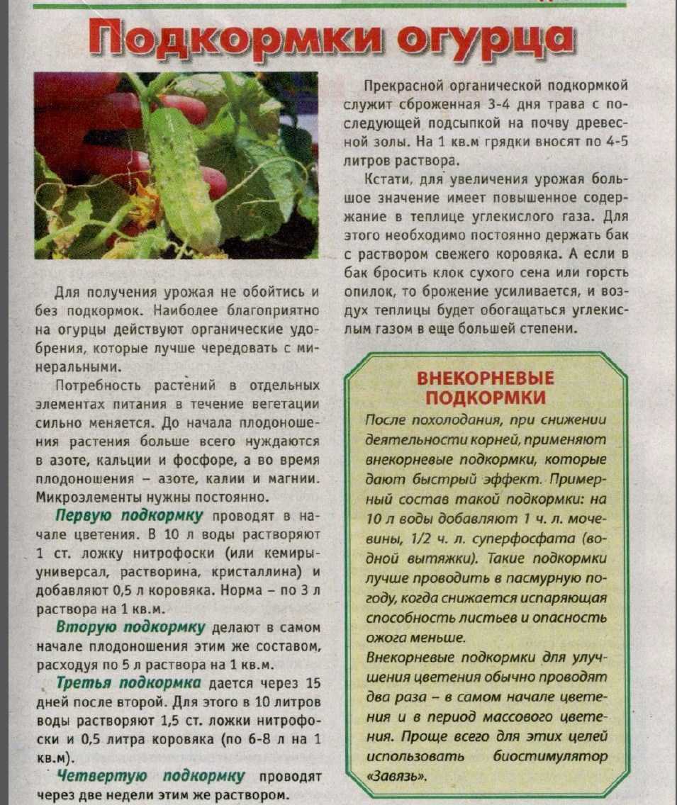 20 простых способов как и чем удобрить огород