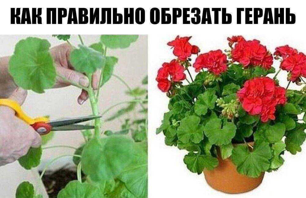 Почему не цветёт пеларгония? уход в домашних условиях. фото — ботаничка
