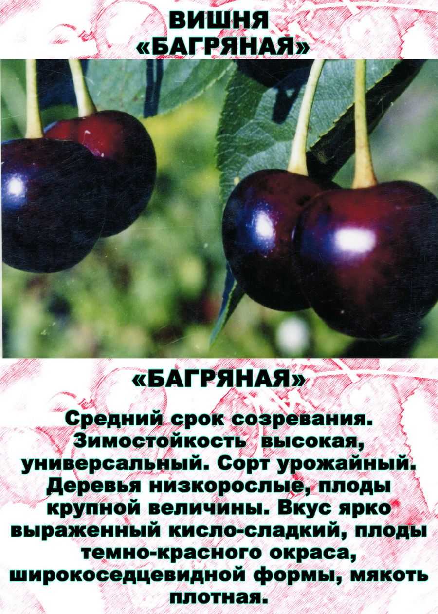Сорт вишни жуковская — описание и характеристика, посадка и уход