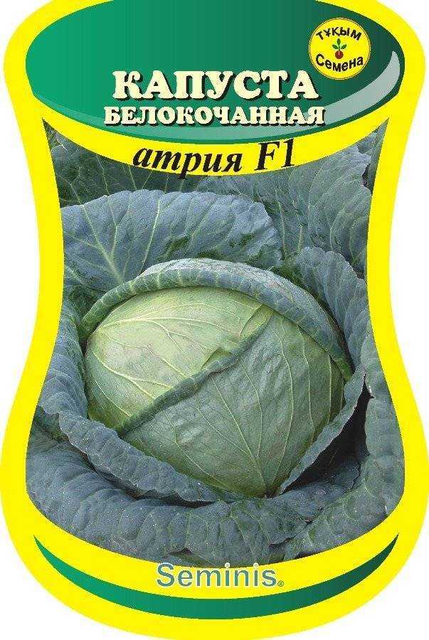 Капуста сорта атрия, или та, которая подарит отменный урожай