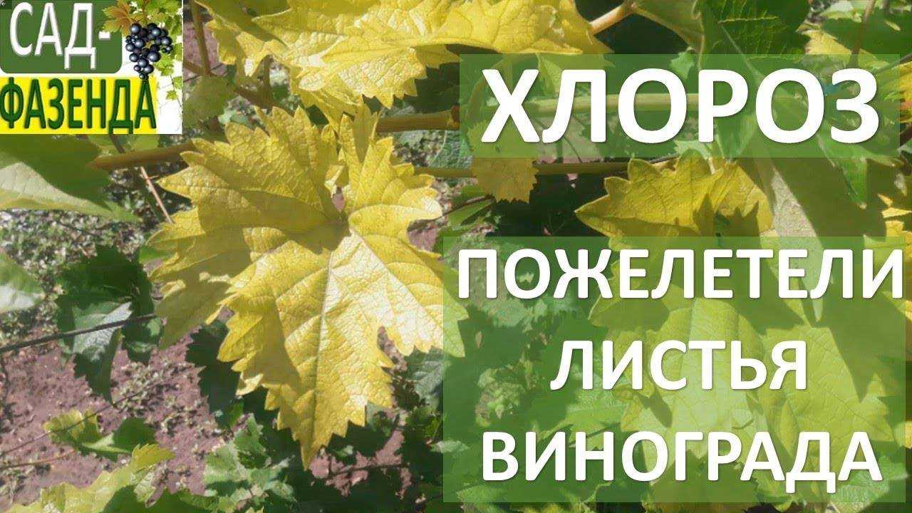 Почему желтеют и сохнут листья у винограда, что делать и чем обработать