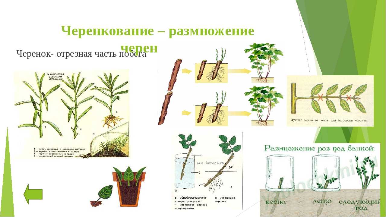 Как можно в домашних условиях размножить барбарис черенками летом, правила выращивания