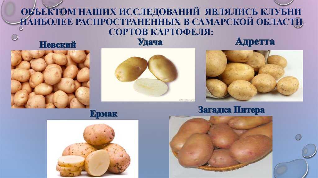 Картофель невский: описание сорта, характеристика и особенности ухода