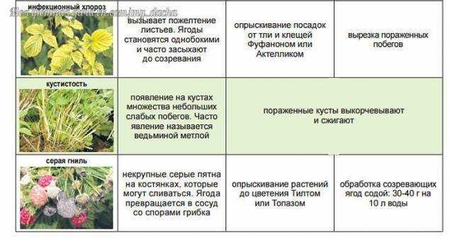 Болезни и вредители пионов: фото, описание и лечение