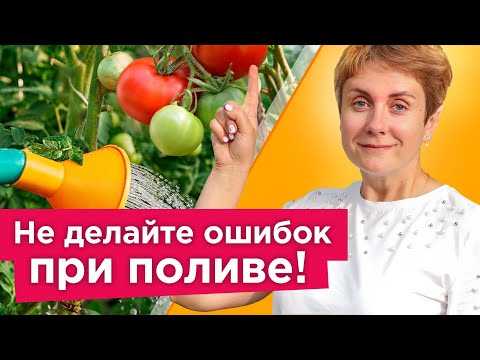 Как правильно поливать перец в открытом грунте и теплице •