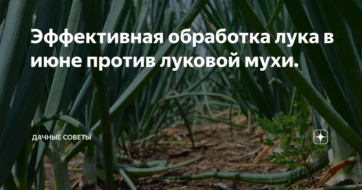 Полив моркови соленой водой: можно ли и зачем использовать такую подкормку, каковы правильные пропорции раствора, когда вносить удобрение?