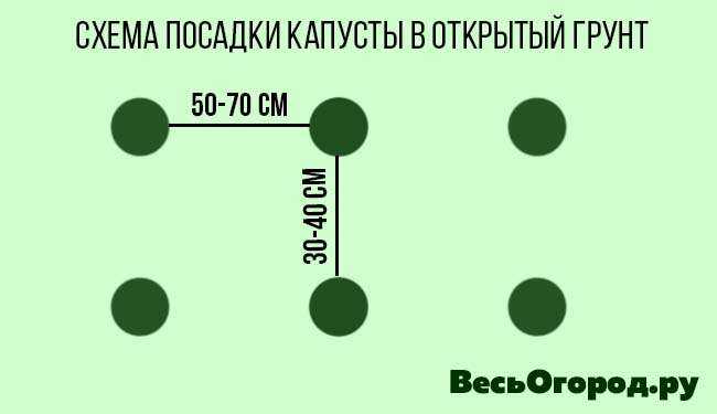Посадка капусты в открытый грунт рассадой: правила посадки
