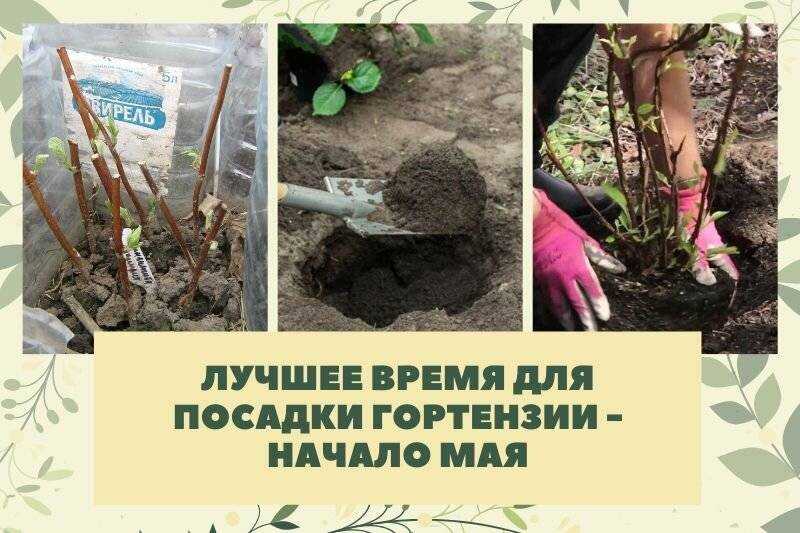 Когда и как пересаживать гортензию на новое место весной и осенью - год 2023