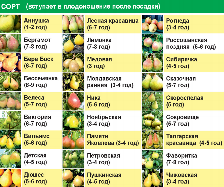 Сорта персика и нектарина для подмосковья - 20 самых лучших, сладких, крупных, вкусных персиков и нектаринов, колоновидные, самоплодные