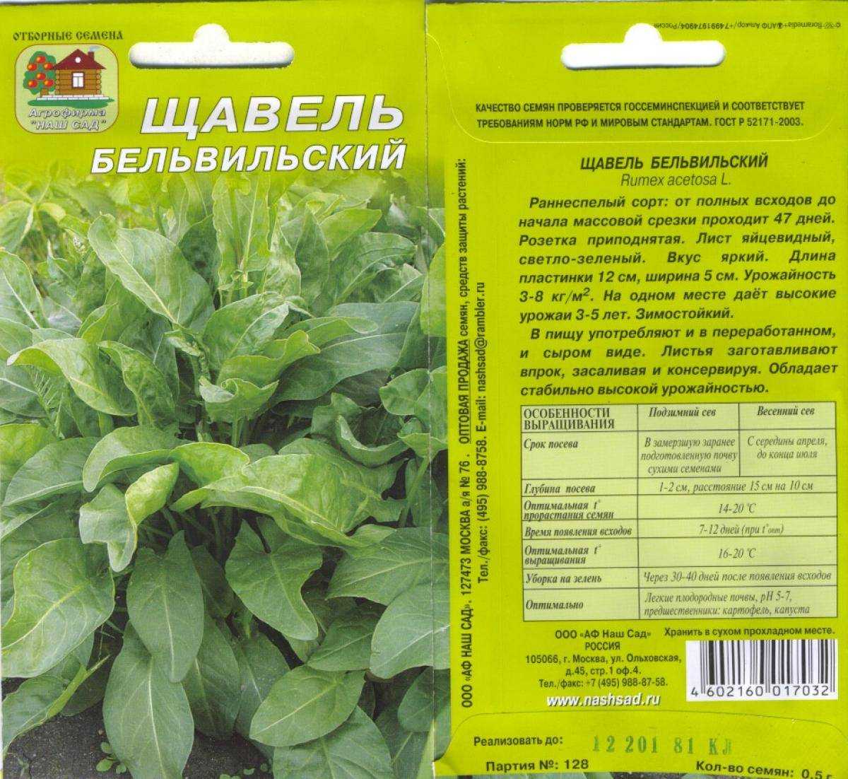 Когда и как сажать щавель весной и осенью под зиму в открытый грунт: правила посадки и выращивания