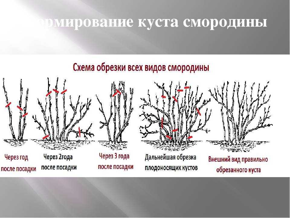 Как правильно ухаживать за вишней осенью – советы опытных садоводов. уход и подготовка вишни к зиме: подкормки, обрезка, обработка