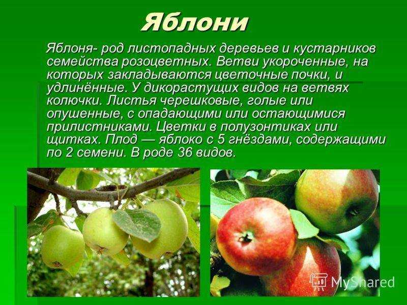 Колоновидная яблоня: посадка и уход, обрезка, описание сортов для подмосковья, фото