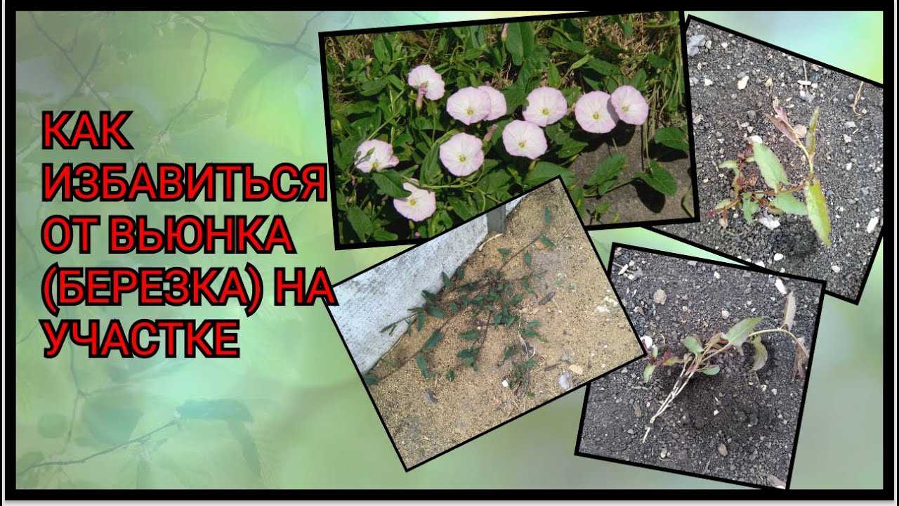 Как вывести вьюна с огорода