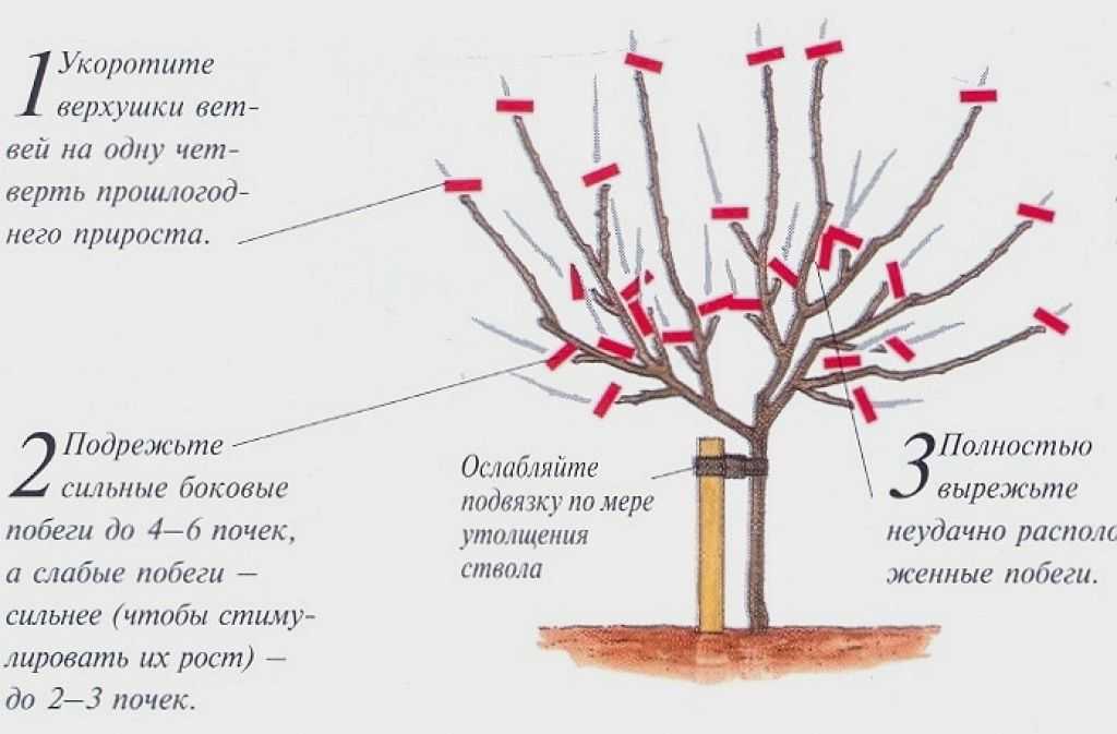 Осенняя обрезка груши: сроки, цель, инструменты
