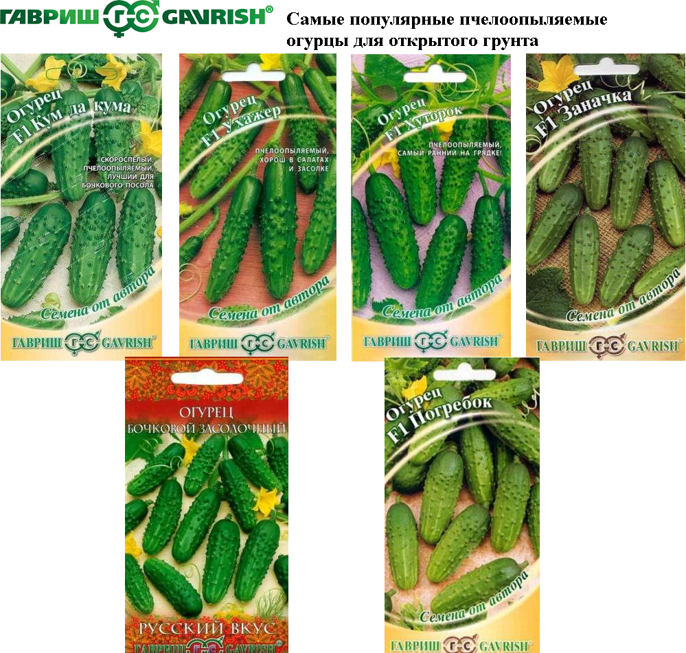 Пчелоопыляемые огурцы: лучшие сорта семян для открытого грунта и теплицы