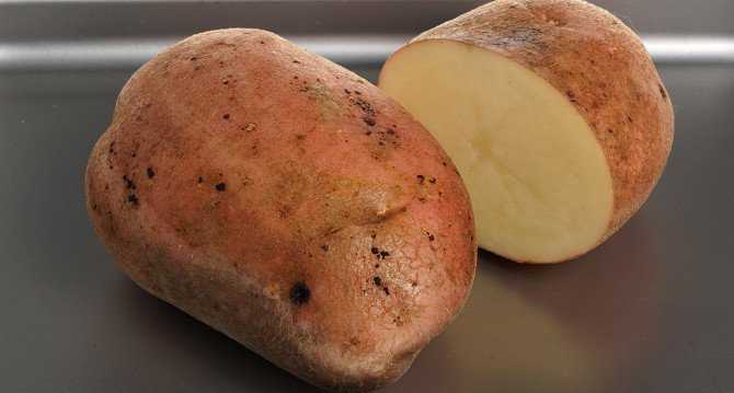 Какая лучше картошка для жарки. самые лучшие сорта картофеля для жарки