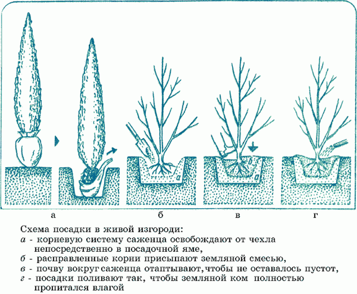 Туя когда можно пересаживать