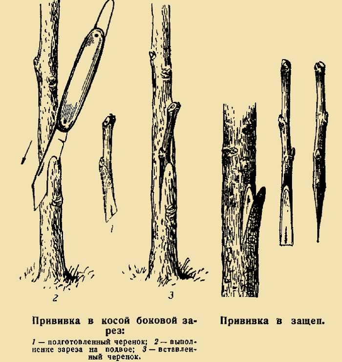 Прививка персика на сливу