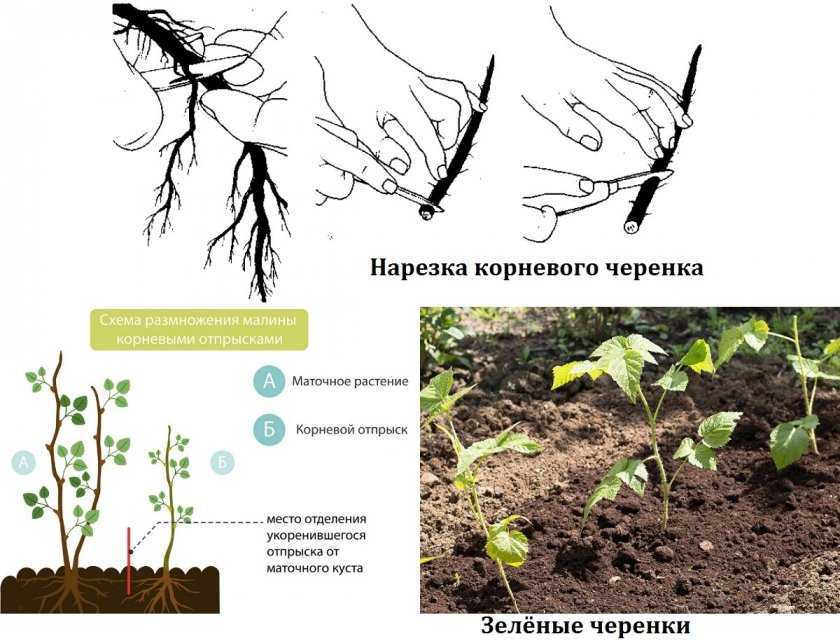 Размножение ежевики зелеными черенками и воздушными отводками в домашних условиях