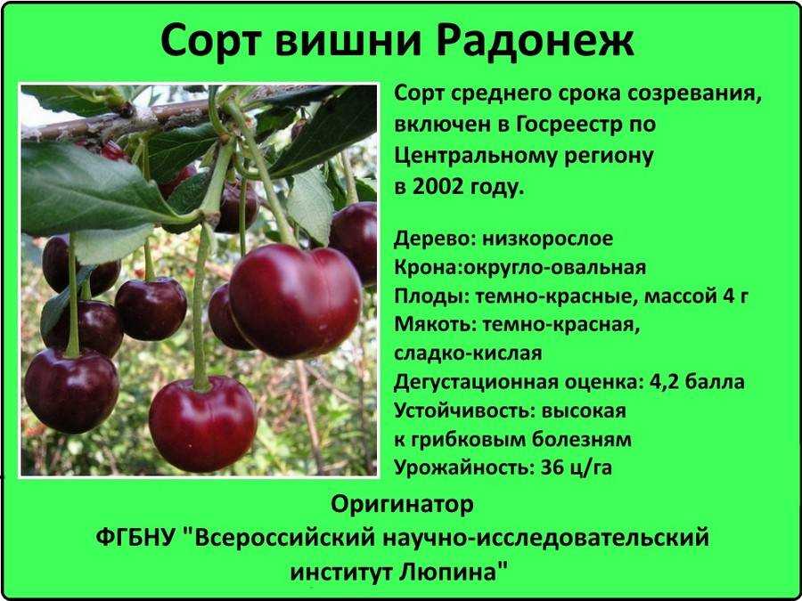 Вишня: лучшие сорта по отзывам, их описание и фото