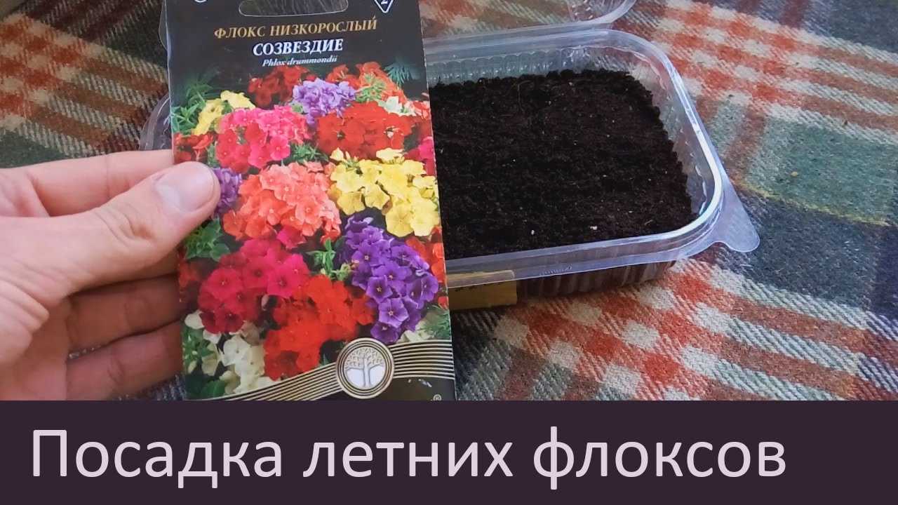 Флоксы: посадка и уход в открытом грунте, обрезка, зимовка